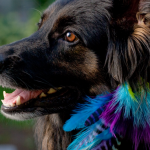 hair feathers for dogs