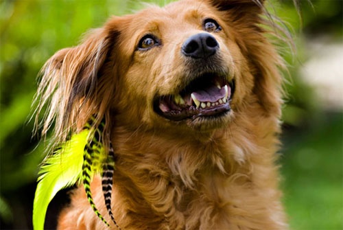 hair-feather-dog-1