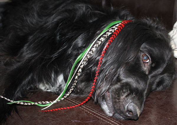hair-feather-dog-2