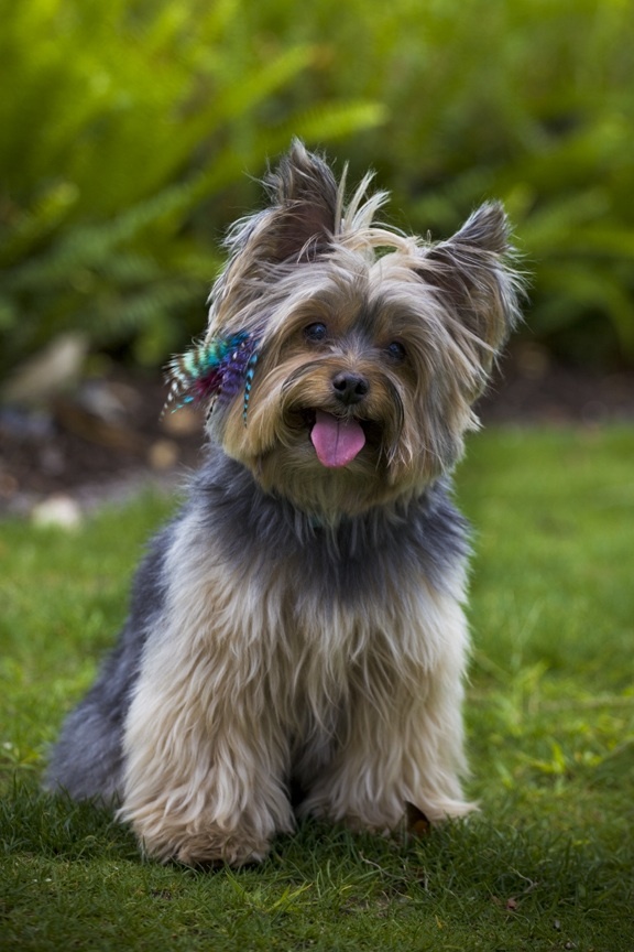 hair-feather-dog-3