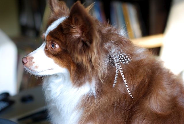 hair-feather-dog-4